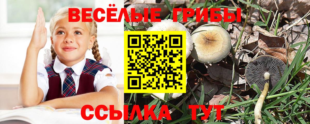 Галлюциногенные грибы Cubensis Саяногорск
